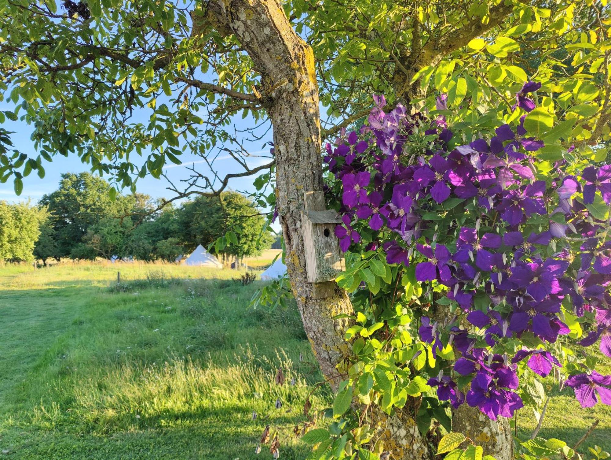 Under Canvas Bornholm Ostermarie Exterior foto